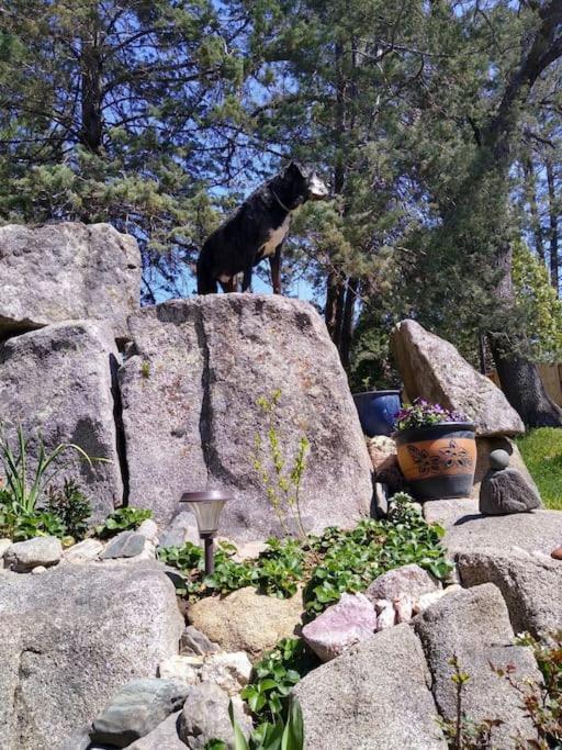 Sleeping Wolf Guest House Oakhurst Esterno foto